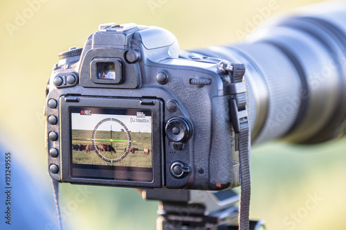 Photographer-animal painter, taking pictures of wild horses.
