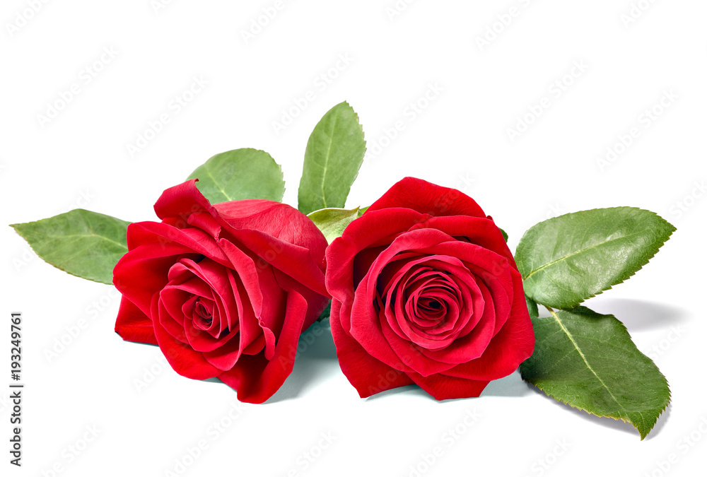 Naklejka premium close up of a red rose on white background