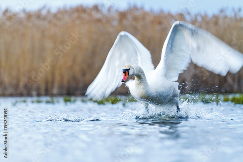 incredible flight of white swan over water photo