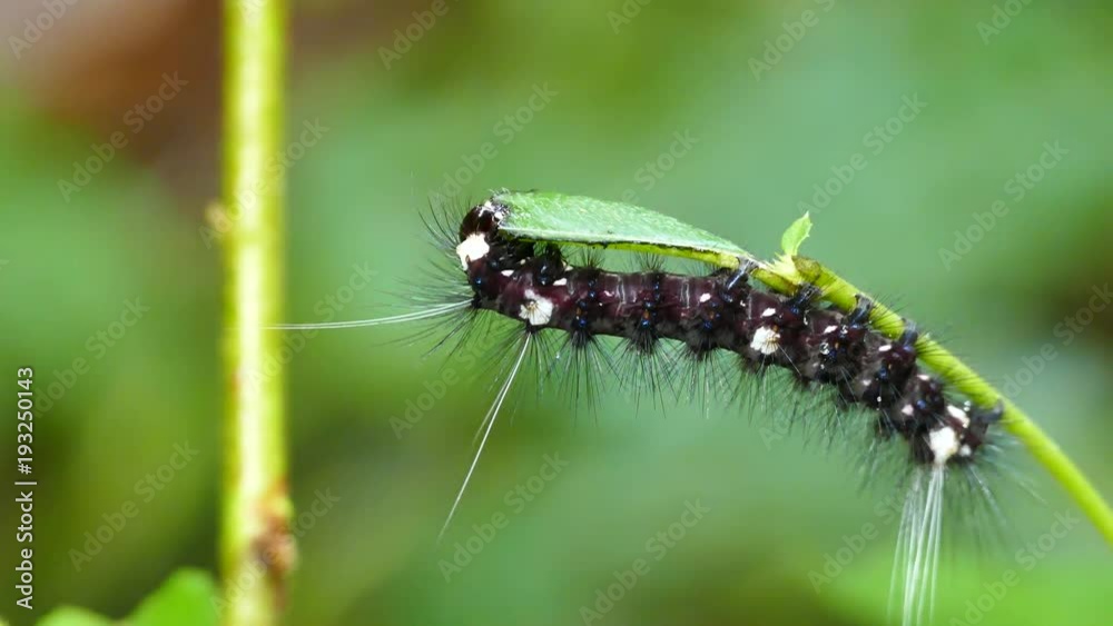 Black hairy caterpillar with white spots feeding on a green leaf Black hairy caterpillar with white spots feeding on a green leaf