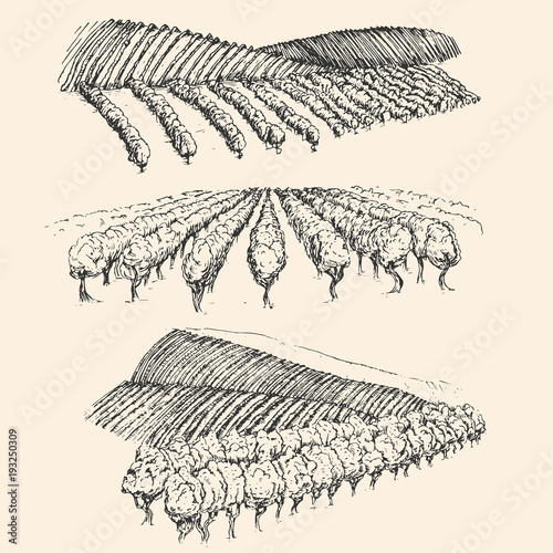 Vineyard landscape field in vintage engraved style. Hand drawn vector illustration.