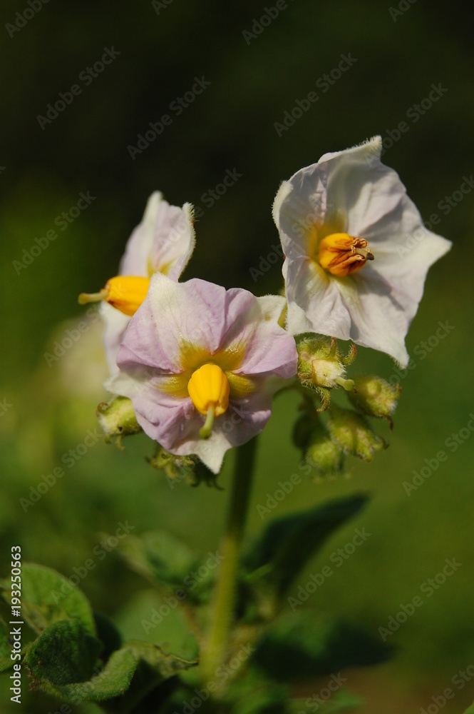 Solanum tuberosum