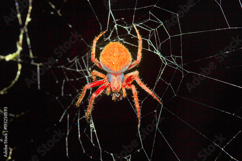 Orb-weaver spider, Araneidae , Aarey Milk Colony , INDIA