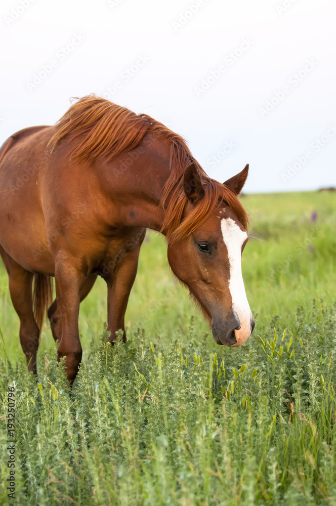 The wild horse, Equus ferus, in the steppe in the early morning enlightened by sunlight rays. View on a horse pasturing in the steppe. The wild horse, Equus ferus, in the steppe in the early morning enlightened by sunlight rays. View on a horse pasturing in the steppe.