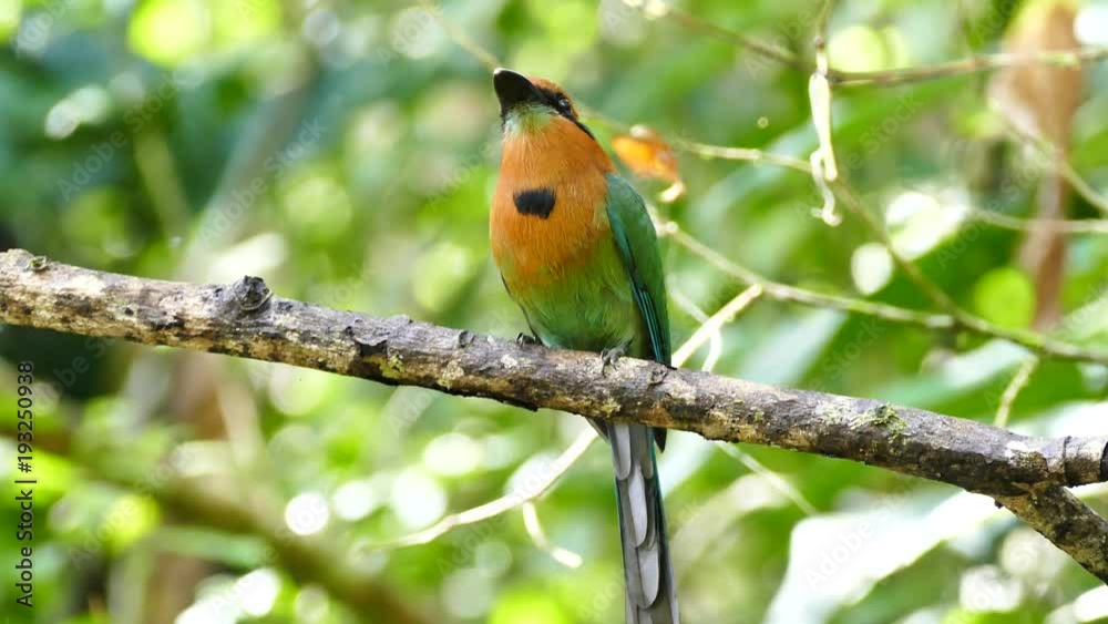 Broad-Billed Motmot (Electron Platyrhynchum) keeping its head still while body is moving Broad-Billed Motmot (Electron Platyrhynchum) keeping its head still while body is moving