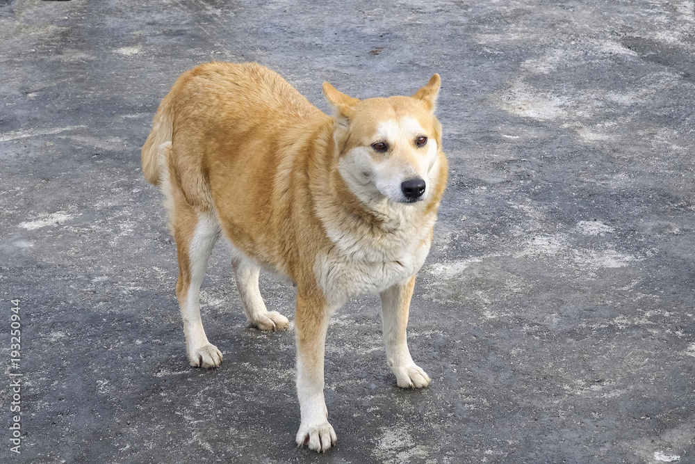 Portrait of a sad red dog