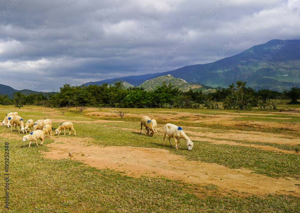 Fototapeta premium Sheep on a plain meadow