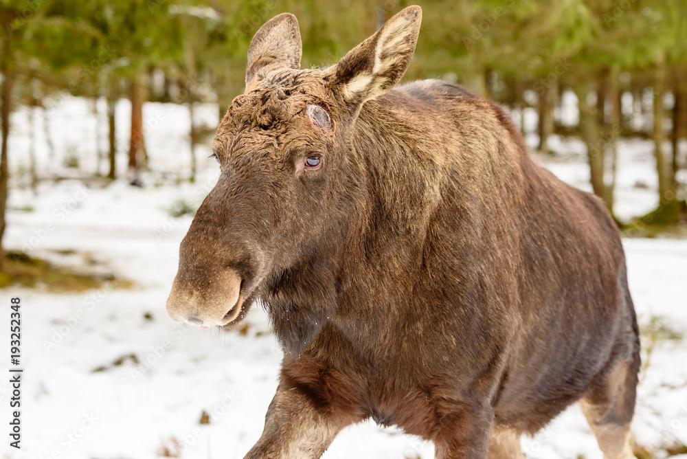Fototapeta premium Moose (Alces alces) bull running by close to the camera. Antlers are dropped for the season leaving only scars on the head.