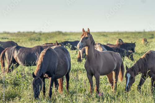 A herd of wild horses shown on Water island in atmospheric Rostov state reserve photo