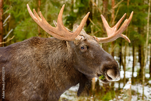 Moose (Alces alces) bull portrait in forest landscape.