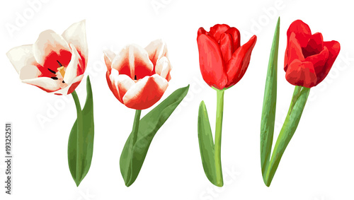 Set of decorative red and white tulips. Beautiful realistic flowers, buds and leaves
