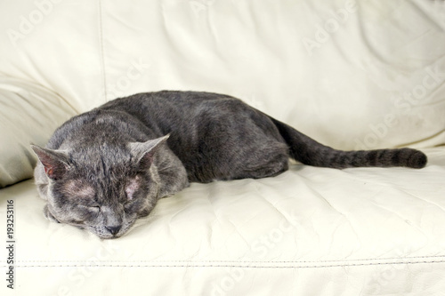 sleeping gray cat on the couch © Nataliia Makarovska