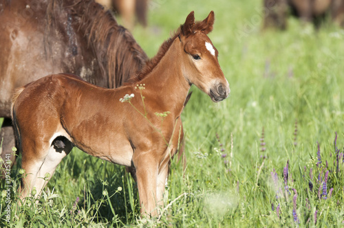 Horse foal on pasture. A herd of wild horses shown on Water island in atmospheric Rostov state reserve