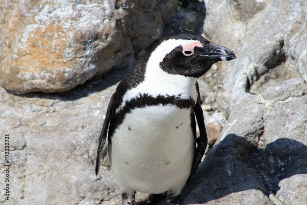 Obraz premium animali pinguino natura uccelli fauna