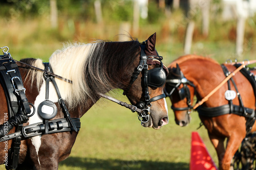 Horse driving competition in Brustblatt tension. © RD-Fotografie