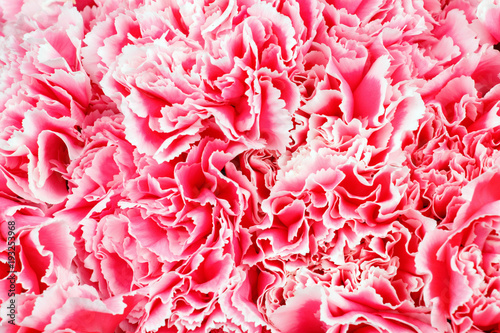 Pink carnation flowers. top view. Close up carnation flower texture.