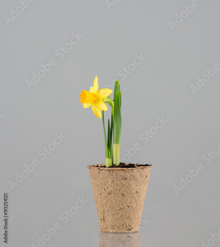 Fototapeta Naklejka Na Ścianę i Meble -  Yellow narcissus flower in a earth cylinder without a pot