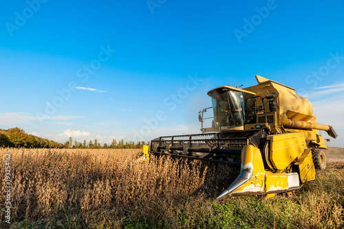 Harvesting of soybean field with combine harvester.