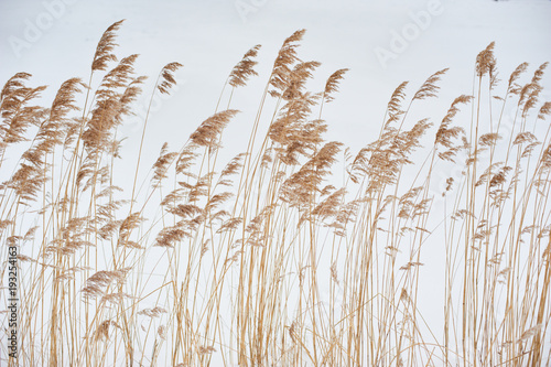 Dried stalks of reeds against the background of winter.