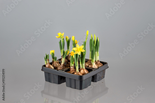 Fototapeta Naklejka Na Ścianę i Meble -  Narcissus flower in a pot isolated on grey background