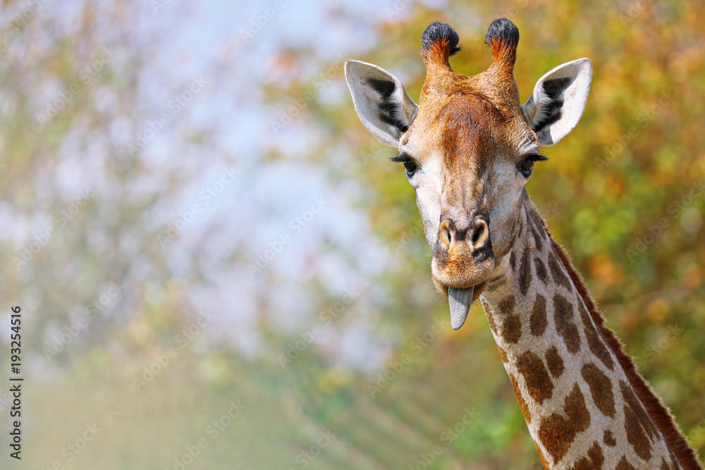 Obraz premium Giraffe streckt die Zunge heraus, Südafrika