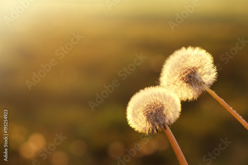 spending time together  pair of gentle dandelions at sunset