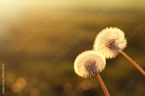 Fototapeta Naklejka Na Ścianę i Meble -  spending time together/ pair of gentle dandelions at sunset