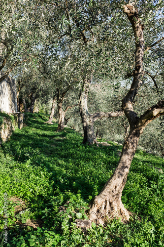 Terraces with olive plantation  Ligurian mountains  Imperia  Italy