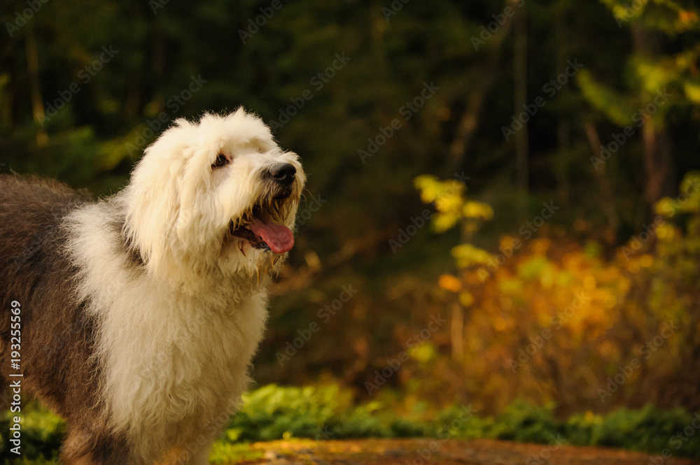 Old English Sheepdog outdoor portrait in nature