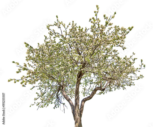 isolated blooming large old apple tree