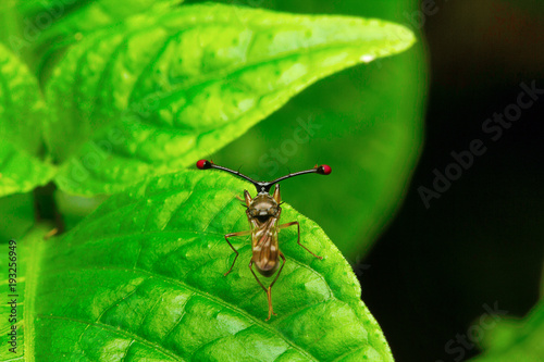 Canvas Print Stalk-eyed fly, Aarey Milk Colony , INDIA