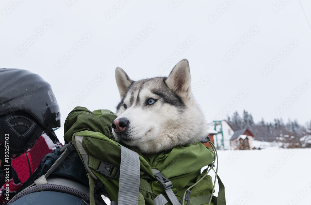 Husky looks out of the backpack on the back of a skier Stock Photo Adobe Stock