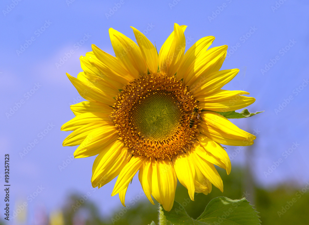 sunflower in nature and blue sky