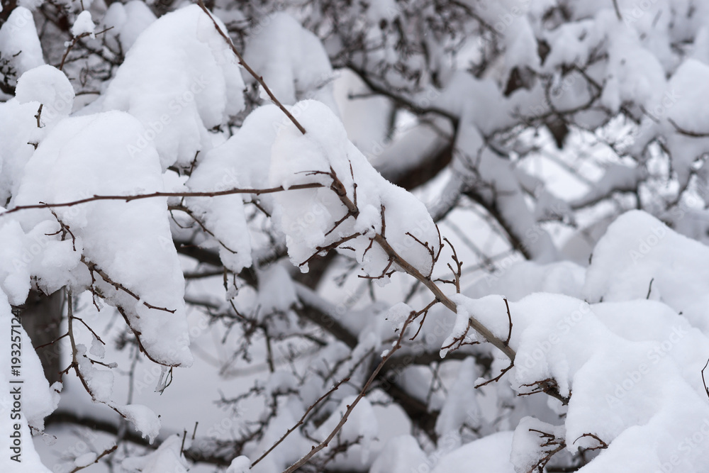 Snow covered trees and bushes in the winter park Snow covered trees and bushes in the winter park