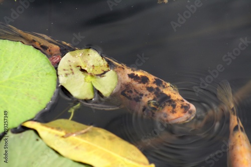 animale pesce acqua lago foglie loto pozze