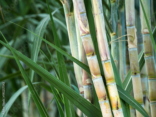 fresh sugarcane in garden. photo