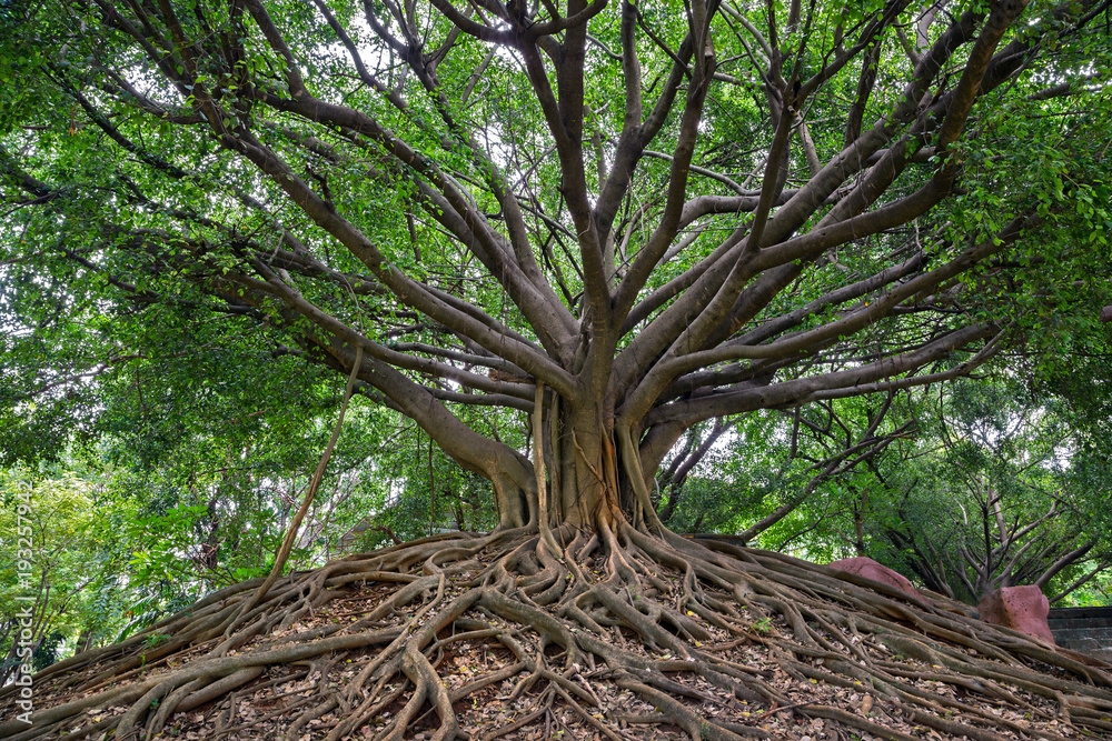 Obraz premium banyan tree.