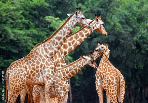 Photography Family of giraffes in the zoo.