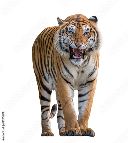 Fotografie, Obraz Tiger Roaring isolated on white background.