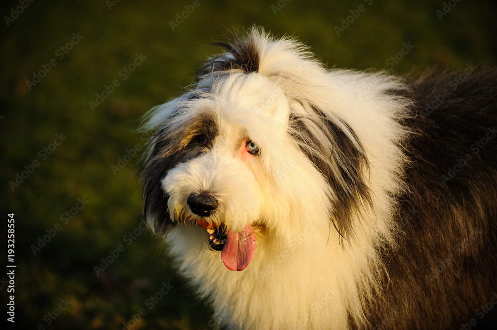 Do Old English Sheepdogs Have Blue Eyes