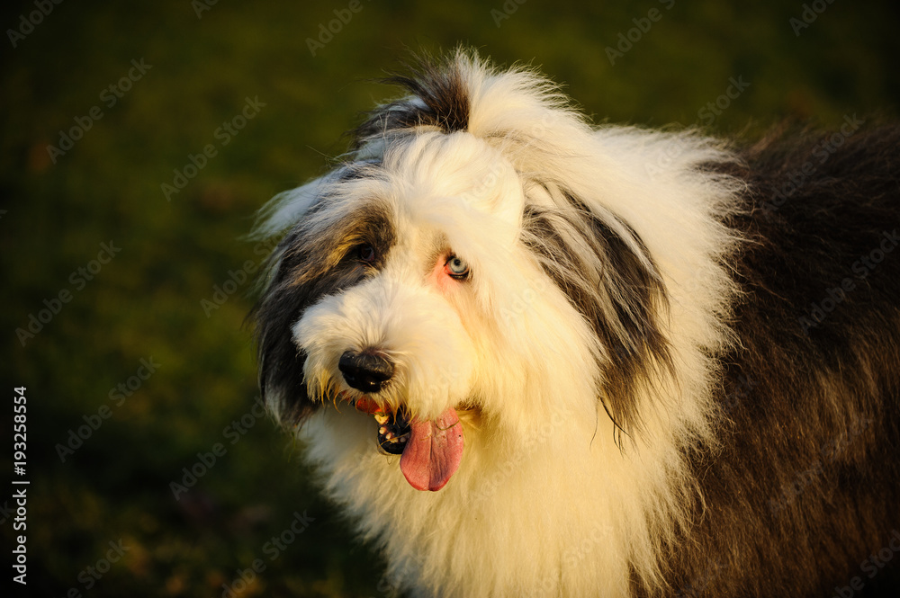 Sheepdog with blue store eyes