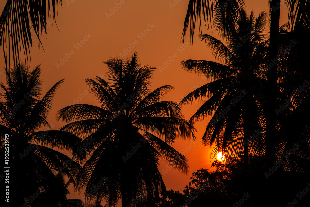 Sun Setting between coconut tree shadow, Silhouette shot