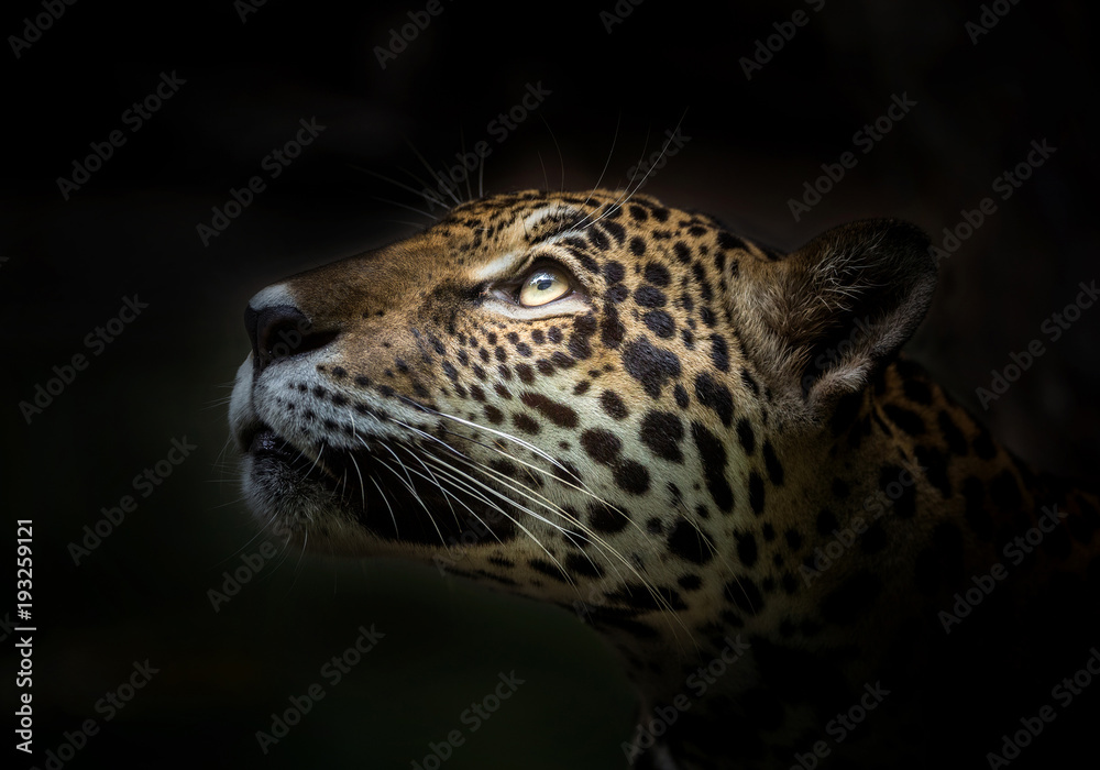 Jaguar face. - obrazy, fototapety, plakaty 