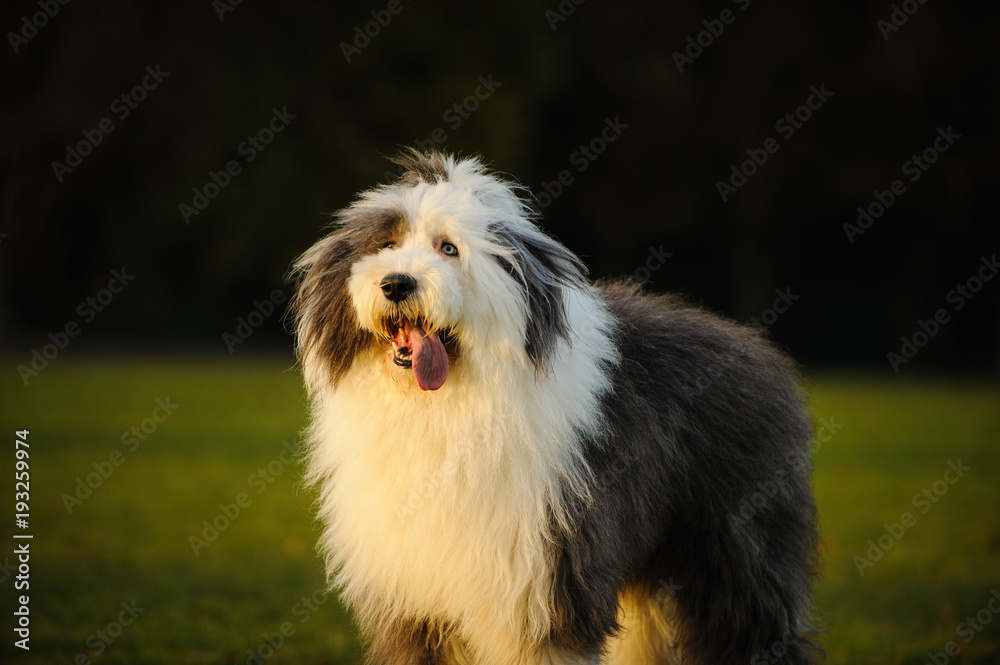 Old English Sheepdog outdoor portrait in grass