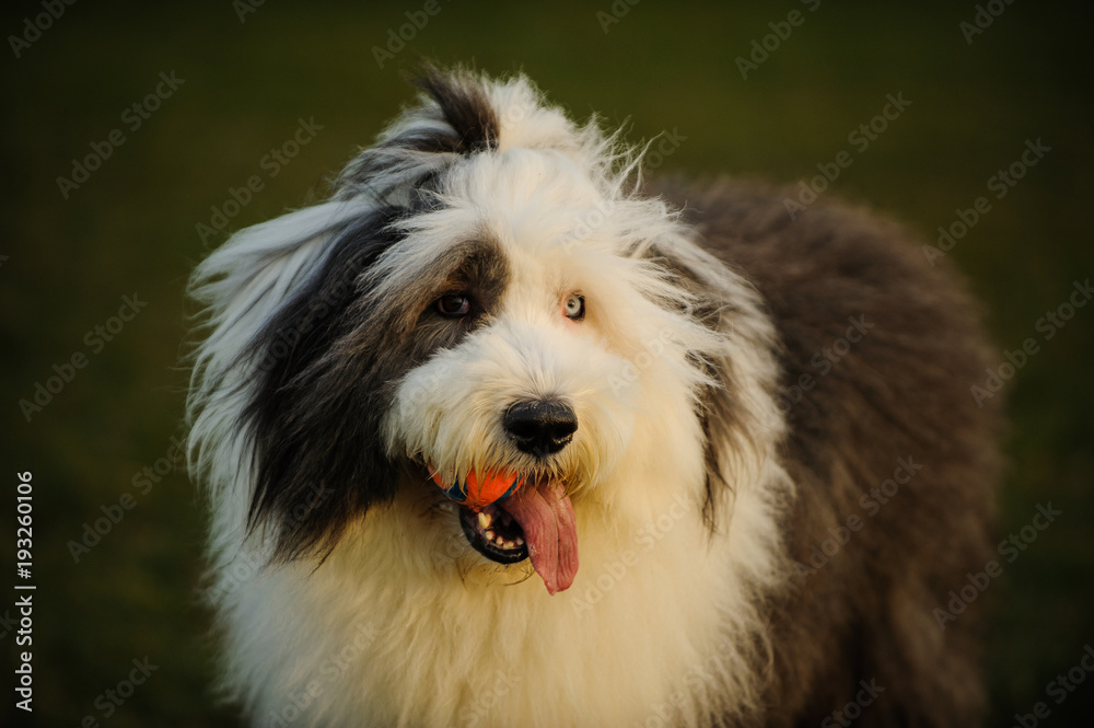 Old English Sheepdog outdoor portrait holding ball