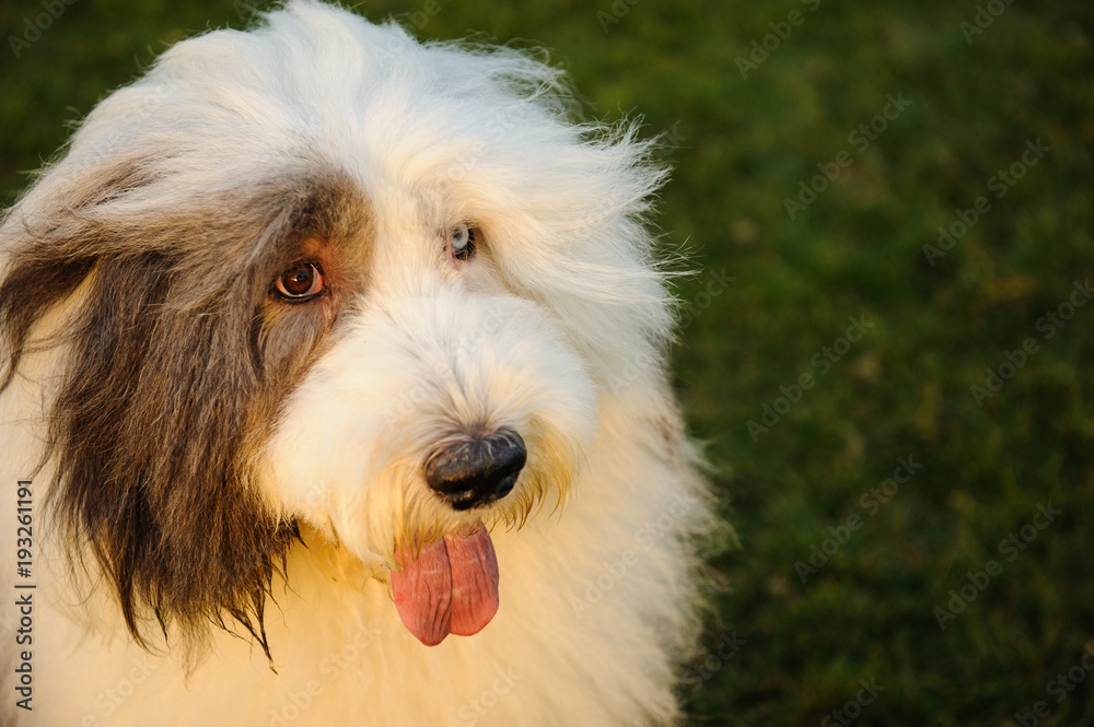 Old English Sheepdog outdoor portrait against grass