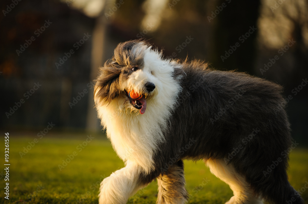 Old English Sheepdog outdoor portrait walking in park with ball
