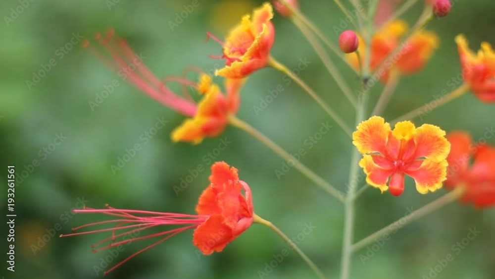 Red Flamboyant flower