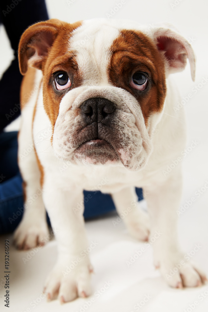 Studio Shot Of British Bulldog Puppy Standing On White Background