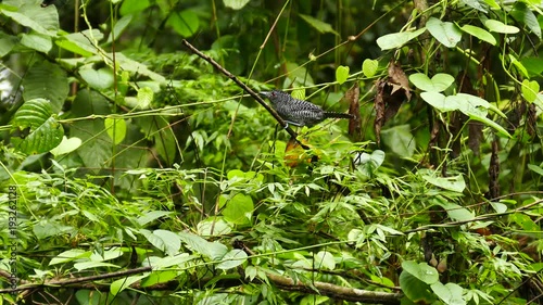 Fasciated Antshrike (Cymbilaimus Lineatus) moving quickly and making sound photo